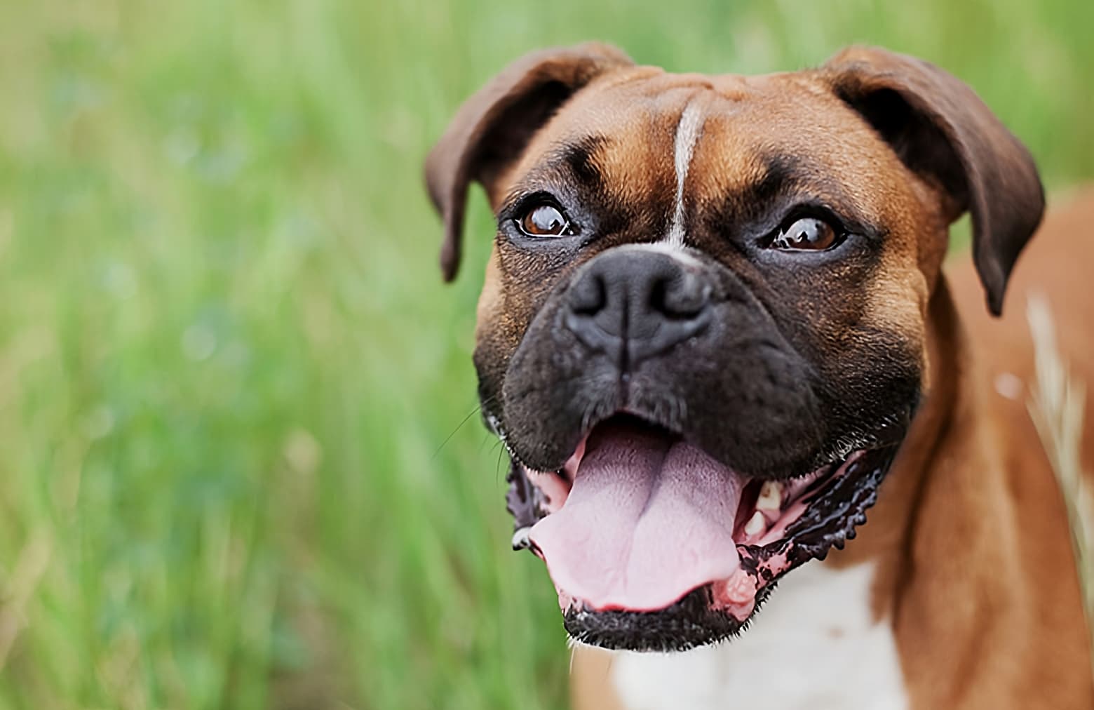 image of a bulldog panting